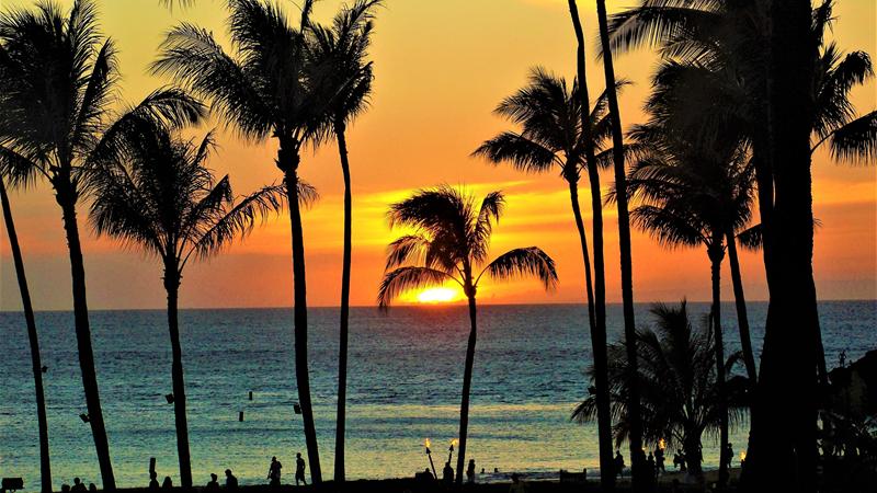 Sunset with palm trees in Hawaii